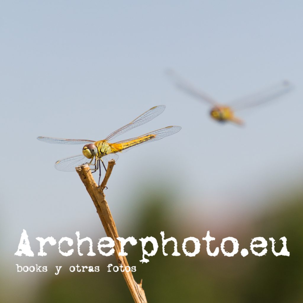 Interludio con libélula, julio 2019, fotografía en Valencia de Archerphoto, fotografo profesional.