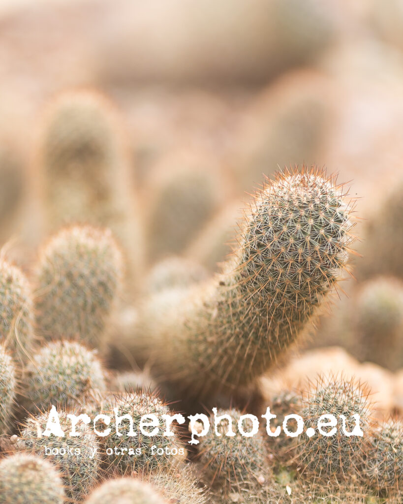 Un cactus con bokeh