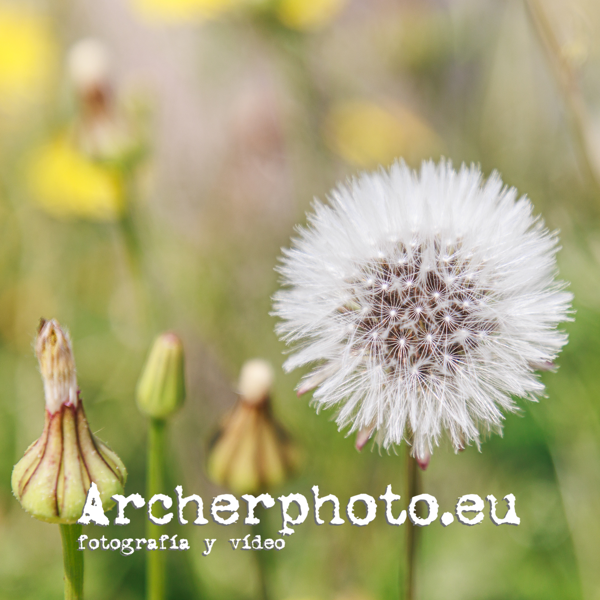 Sunday morning in May, 2025 (1), dandelion