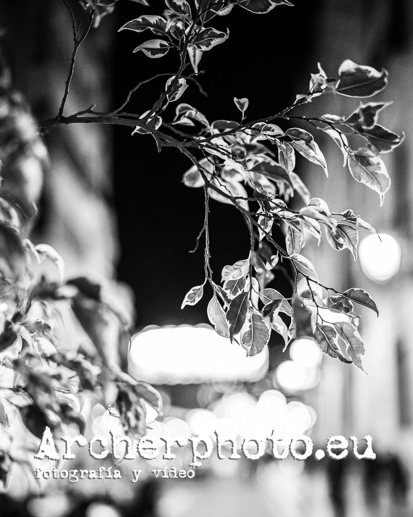 35mm, noche y plantas, 2021