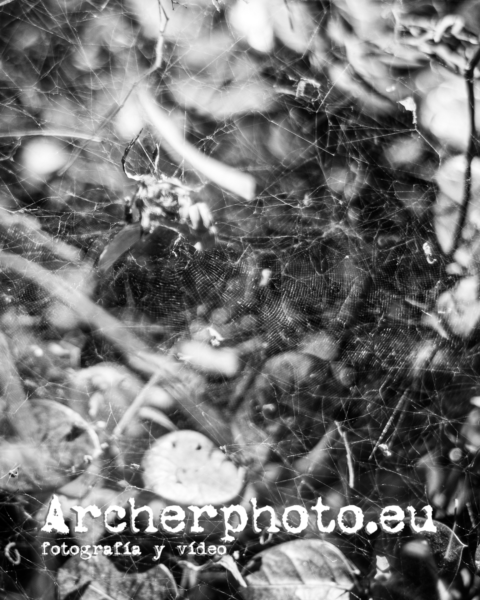 Telaraña en el Parc Central, 2023